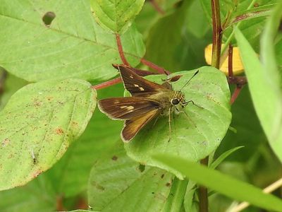 Northern Broken-Dash (Wallengrenia egeremet) - female