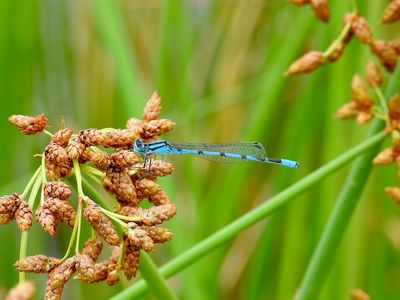 Marsh Bluet (Enallagma ebrium)