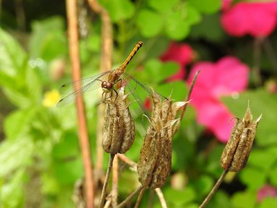 Meadowhawk sp. on Columbine