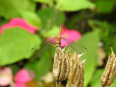 Meadowhawk sp. on Columbine