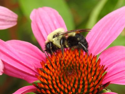 Brown-belted Bumble bee (Bombus griseocollis) on Purple Coneflower