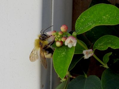 Perplexing Bumble Bee (Bombus perplexus)