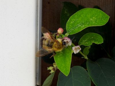 Perplexing Bumble Bee (Bombus perplexus)