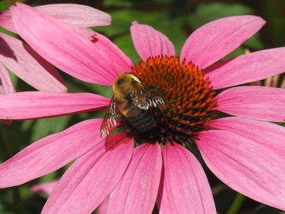 Brown-belted Bumble bee (Bombus griseocollis)