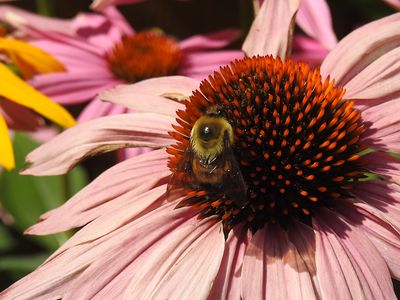 Brown-belted Bumble bee (Bombus griseocollis)