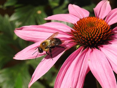Brown-belted Bumble bee (Bombus griseocollis)
