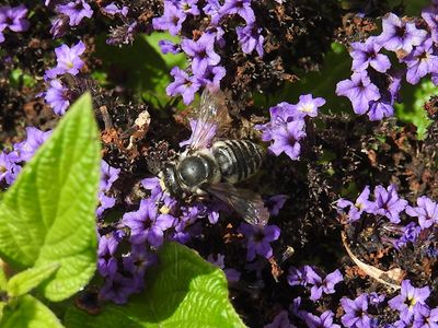 Flat-tailed Leafcutter Bee (Megachile mendica)