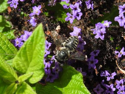 Flat-tailed Leafcutter Bee (Megachile mendica)