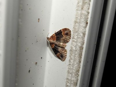 Red Twin-Spot (Xanthorhoe ferrugata) Hodges #7388