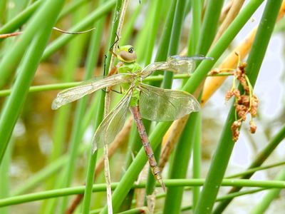 Eastern Forktail perching on Common Green Darner