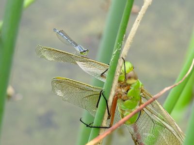 Eastern Forktail perching on Common Green Darner
