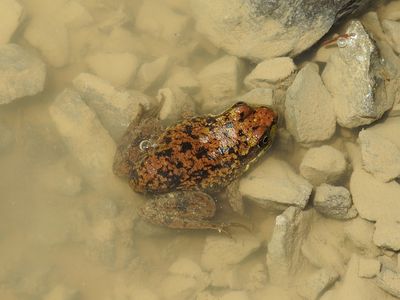 Mink Frog (Lithobates septentrionalis)
