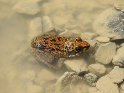 Mink Frog (Lithobates septentrionalis)