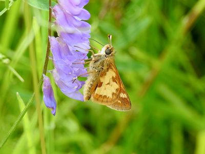 Peck's Skipper (Polites peckius)