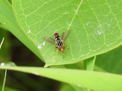 Lump-legged Swamp Fly (Anasimyia chrysostoma)