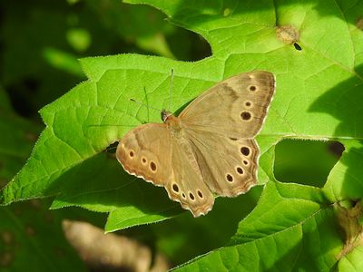 Brushfooted Butterflies: Satyrinae