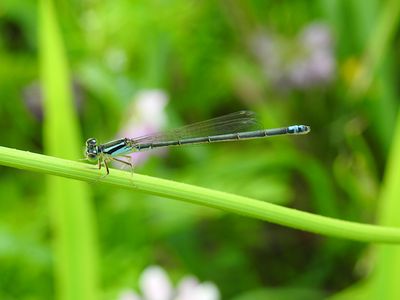 Eastern Forktail - rare andromorph female