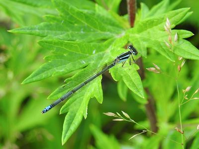 Eastern Forktail - rare andromorph female