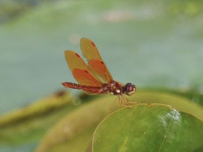 Eastern Amberwings