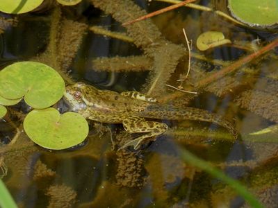 Mink Frog (Lithobates septentrionalis)