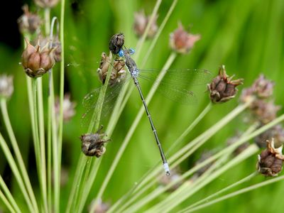 Spotted Spreadwing (Lestes congener)