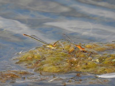 Orange Bluet (Enallagma stignaum)