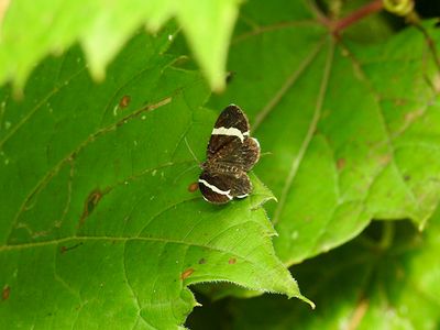 White-striped Black Moth (Trichodezia albovittata) Hodges #7430