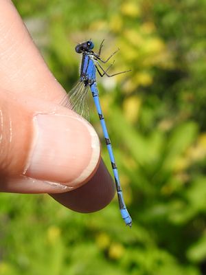 Familiar Bluet (Enallagma civile)