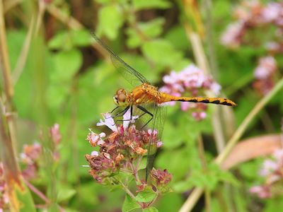 Meadowhawks (Genus Sympetrum)