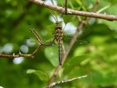 Petite Emerald (Dorocordulia lepida)