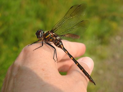 Incurvate Emerald (Somatochlora incurvata)