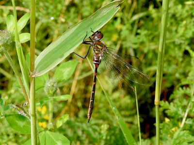 Incurvate Emerald (Somatochlora incurvata)