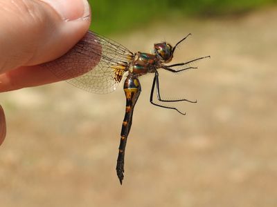 Petite Emerald (Dorocordulia lepida)