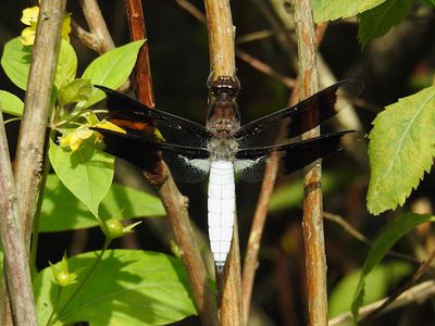 Common Whitetail, male (Plathemis lydia)