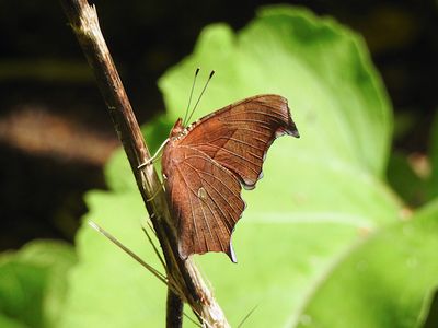 Question Mark (Polygonia interrogationis)