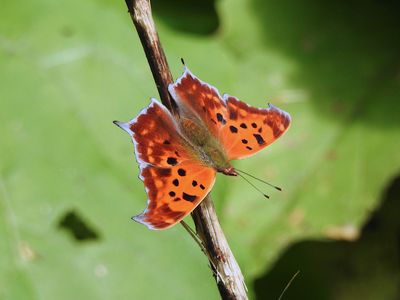 Question Mark (Polygonia interrogationis)