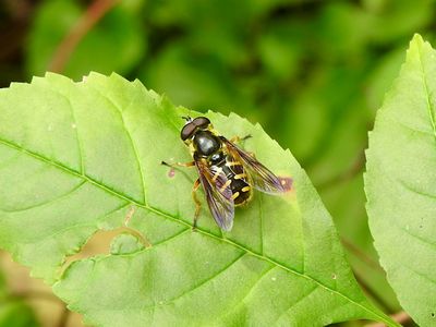 Pond Flies (Genus Sericomyia)