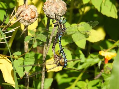 Lance-tipped Darners Mating (Aeshna constricta) 