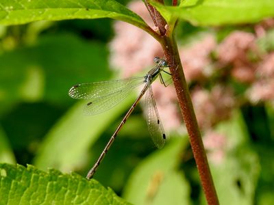 Slender Spreadwing (Lestes rectangularis)