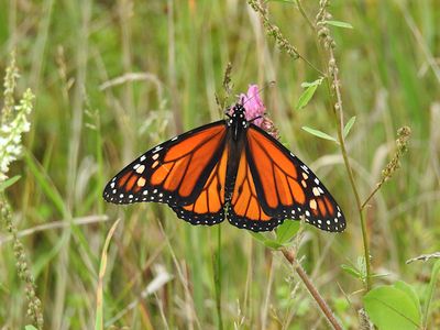 Monarchs