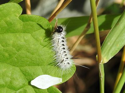Hickory Tussock Moth (Lophocampa caryae)