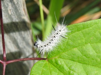 Hickory Tussock Moth (Lophocampa caryae)