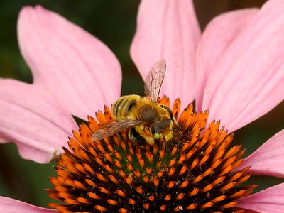Broad-handed Leafcutter (Megachile latimanus)