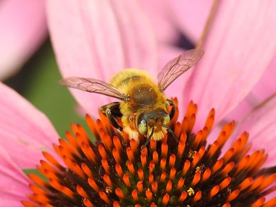 Broad-handed Leafcutter (Megachile latimanus)