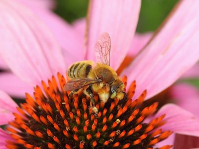 Broad-handed Leafcutter (Megachile latimanus)