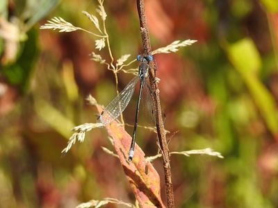 Spotted Spreadwing (Lestes congener)
