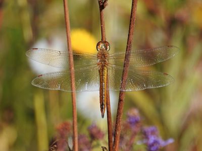 Wandering Glider