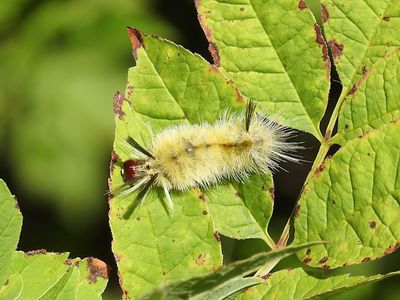Banded Tussock Moth (Halysidota tessellaris)