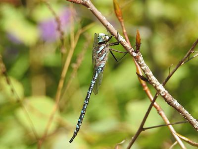 Canada Darner (Aeshna canadensis)