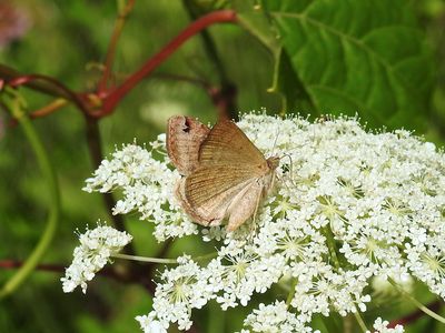 Clover Looper Moth (Caenurgina crassiuscula) - Hodges #8738 
